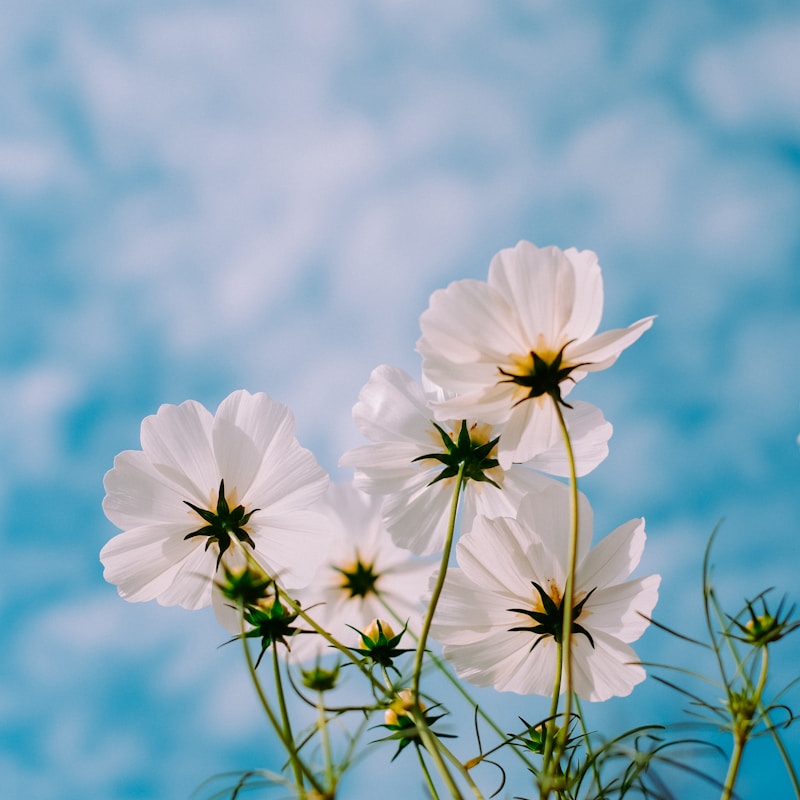 Love-in-a-Mist — Damascena